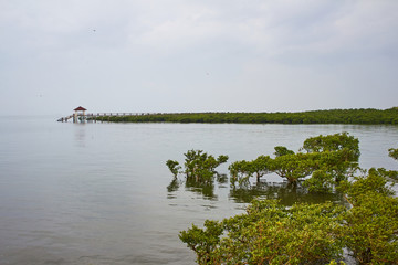 红树林