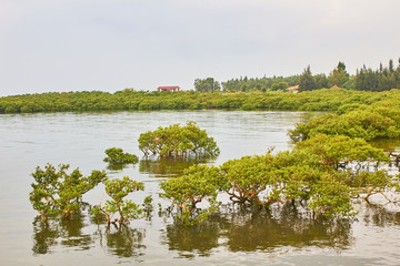 红树林