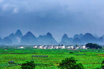 万亩荷花新农村乡村风景