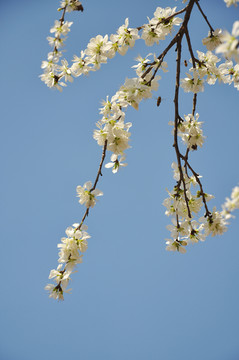 蓝天下盛开的桃花