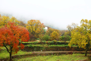 塔川秋色