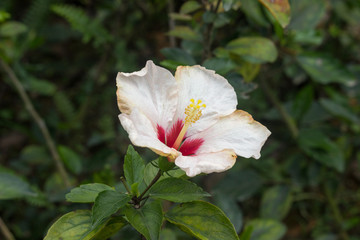 浅色朱瑾花