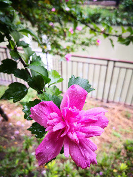 木槿花