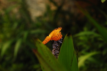 蝴蝶风格