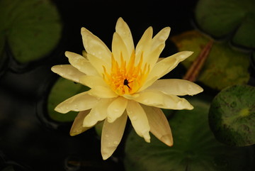 荷花蝴蝶