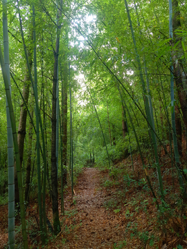 竹林小道