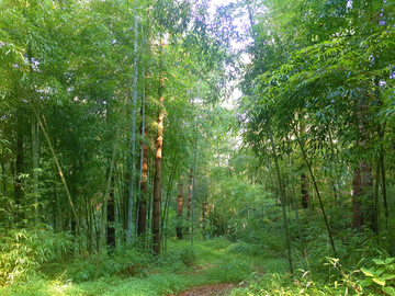 原生态竹林