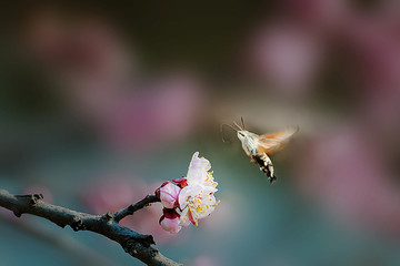 蝶恋花