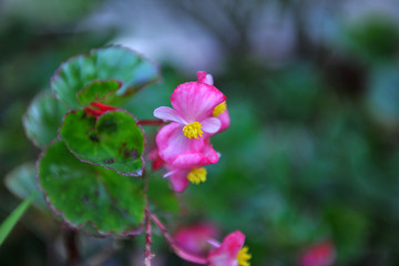 海棠花