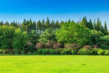 阳光草坪绿树林