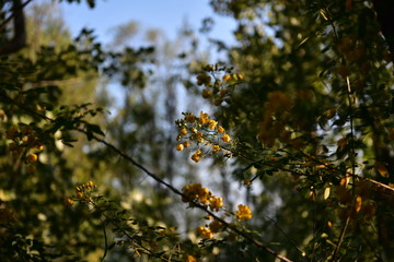 黄花