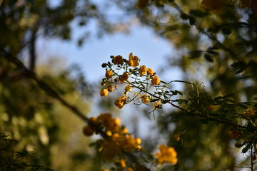 黄花