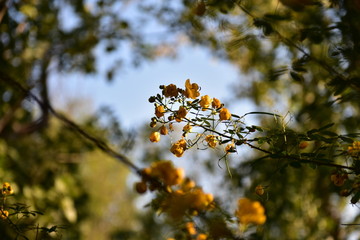 黄花