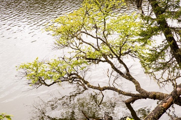 普达措湖畔树枝
