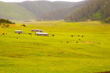 香格里拉弥里塘高山牧场