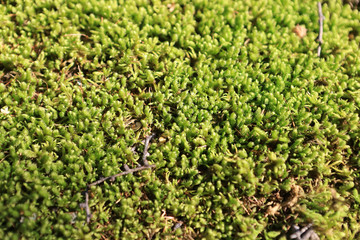 火山岩的苔藓