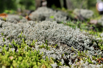 火山岩的苔藓