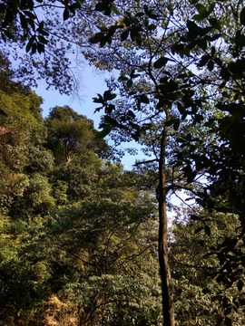 山林风景