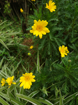 雨后黄花