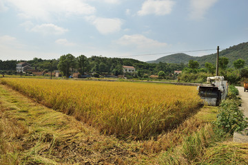 收割稻谷