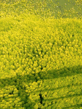 植物