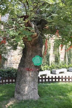 350年中华槐树