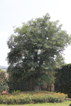 450年皂角树