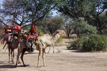 非洲骆驼