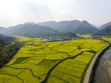 油菜花海
