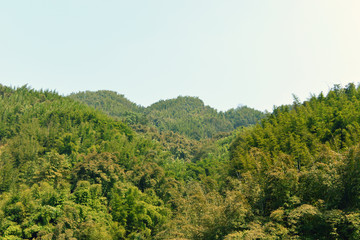 竹海风光竹山山林植被