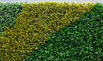 绿植植物背景墙