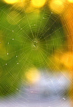 蜘蛛网与太阳光斑