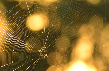 蜘蛛网与太阳光斑