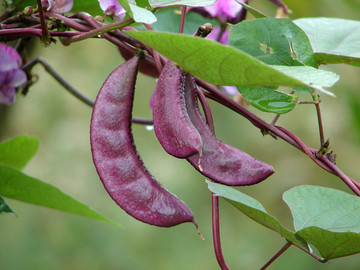 眉豆种植