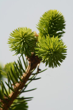 松树枝芽