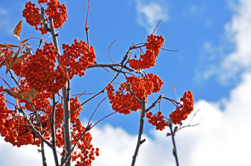 花楸果实