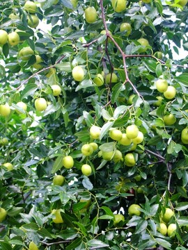 大枣