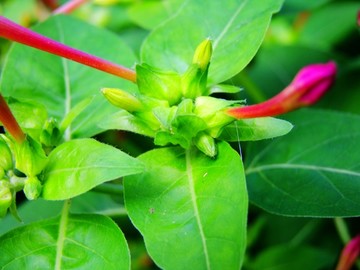 烧汤花紫茉莉