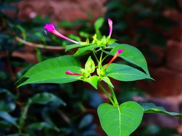 烧汤花紫茉莉