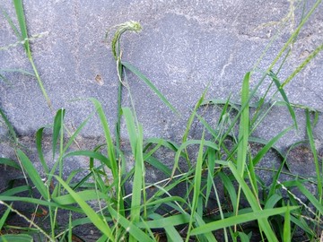 水泥墙野草