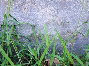 水泥墙野草