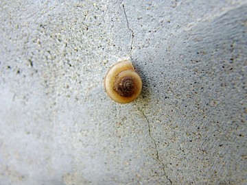 蜗牛