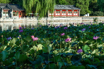 北京北海公园荷塘