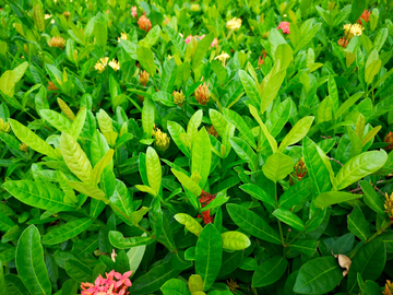 绿色植物背景