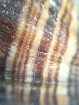 海螺壳纹理