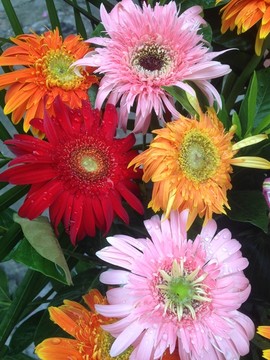 鲜花