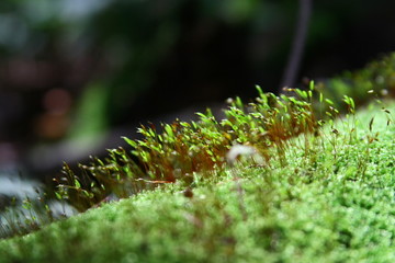 苔藓