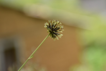 野草