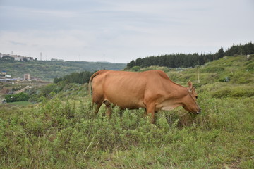 黄牛吃草