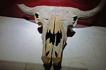 东北野牛头骨化石